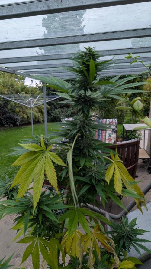 Sunset Sherbet - Living Soil Kompost. Week 10