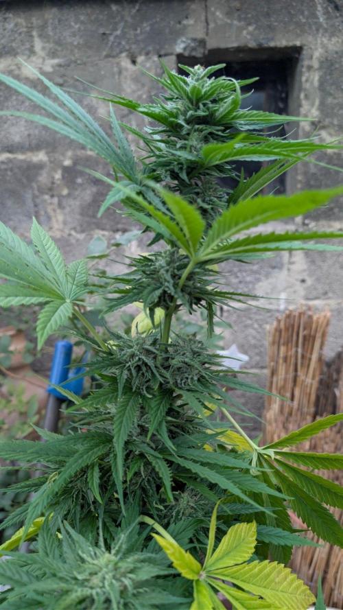 Sunset Sherbet - Living Soil Kompost. Week 10