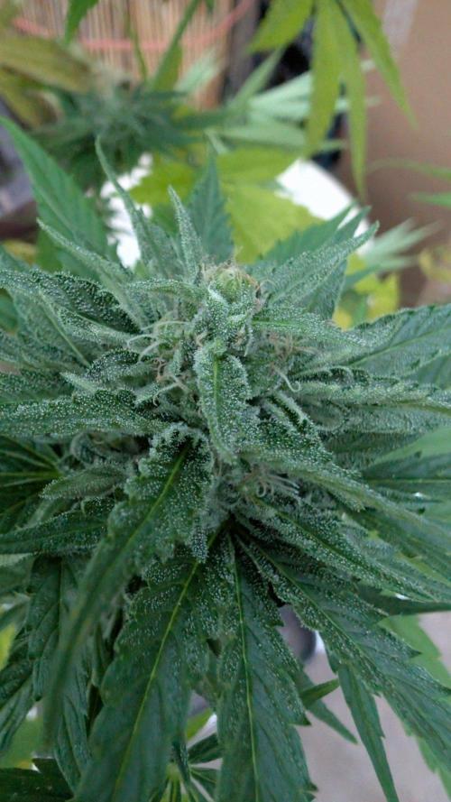 Sunset Sherbet - Living Soil Kompost. Week 10