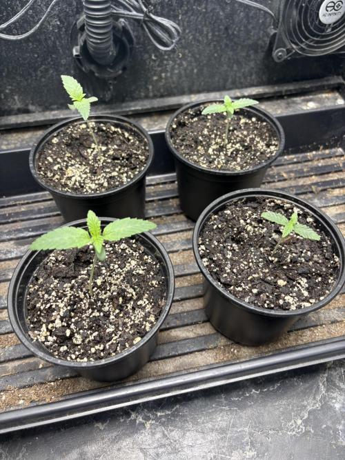 Wedding Cake Auto Flower. Week 0 - 11/11/25 - Second week of germination.