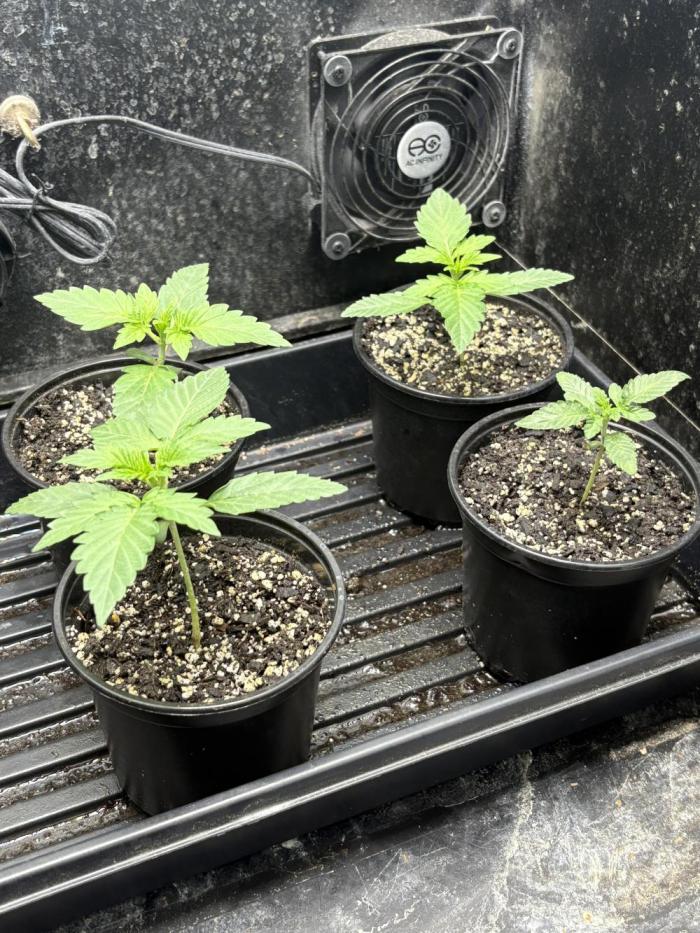 Wedding Cake Auto Flower. Week 1 - 11/16/2025