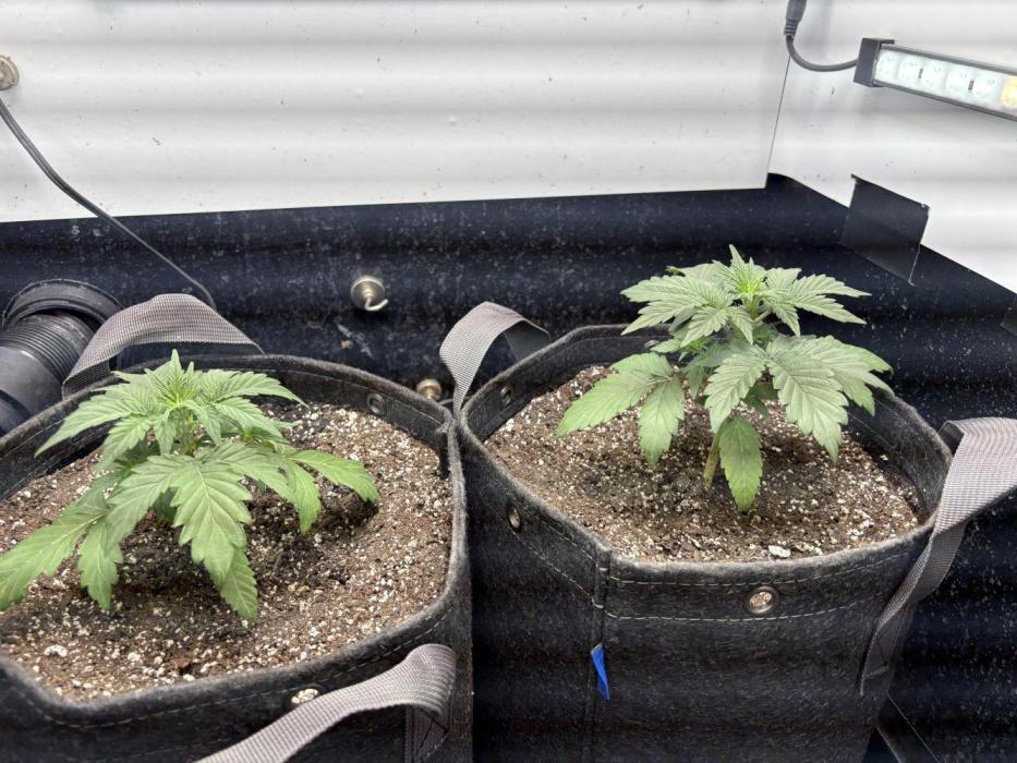 Wedding Cake Auto Flower. Week 2 - 11/23/25- Week 2