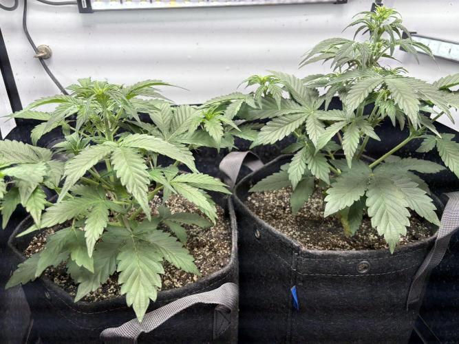 Wedding Cake Auto Flower. Week 3 - 11/30/2025 - Week 3. 