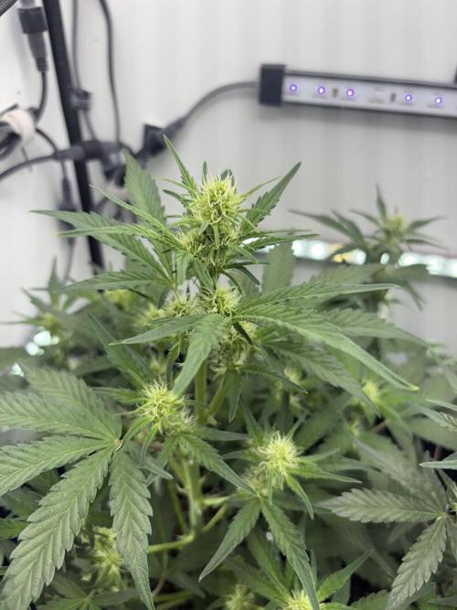 Wedding Cake Auto Flower. Week 4 - 12/7/2025 - Week 5