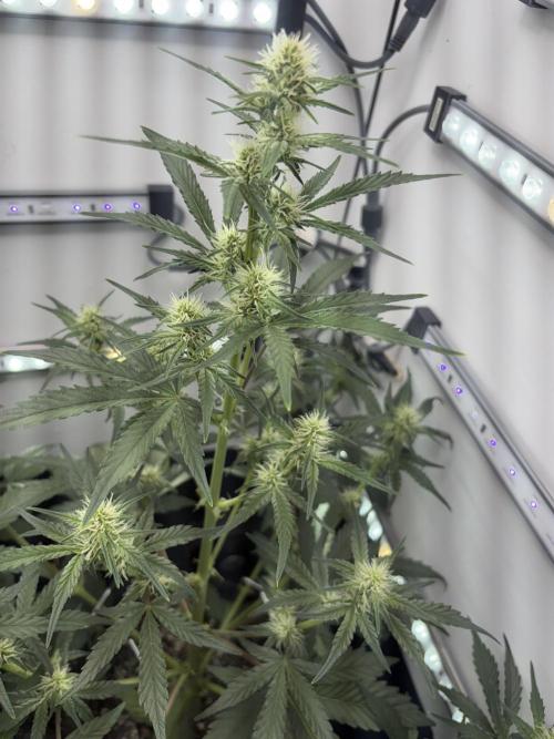 Wedding Cake Auto Flower. Week 4