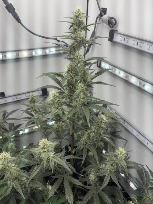 Wedding Cake Auto Flower. Week 5 - Week 6 - 12/14/25