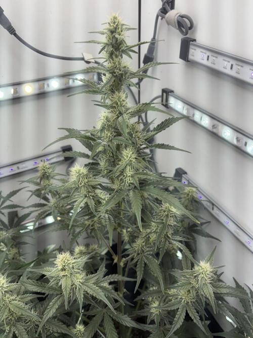 Wedding Cake Auto Flower. Week 5