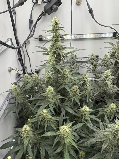 Wedding Cake Auto Flower. Week 7 - Week 7 - 12/21/25