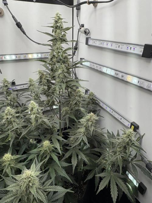 Wedding Cake Auto Flower. Week 7 - Week 7 - 12/21/25