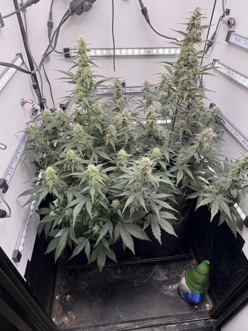 Wedding Cake Auto Flower. Week 7