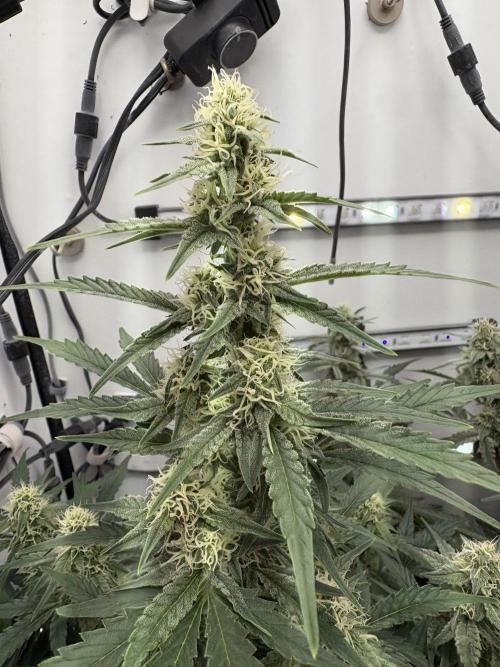 Wedding Cake Auto Flower. Week 8