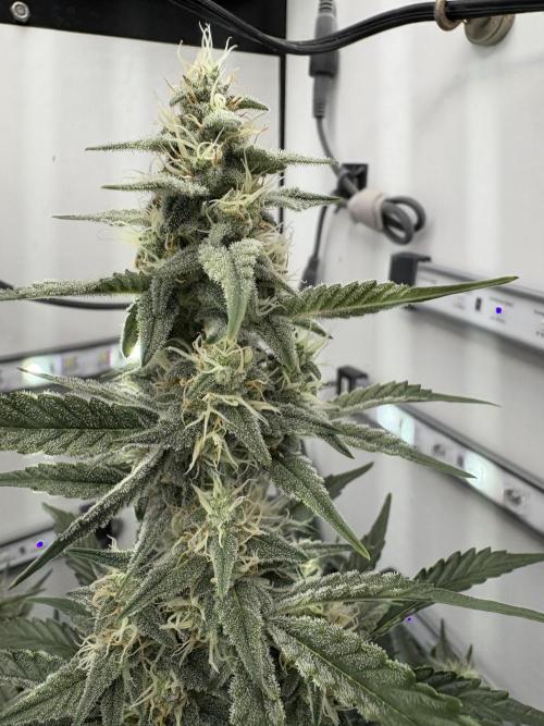 Wedding Cake Auto Flower. Week 8