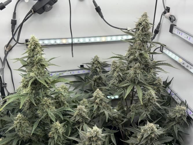 Wedding Cake Auto Flower. Week 8