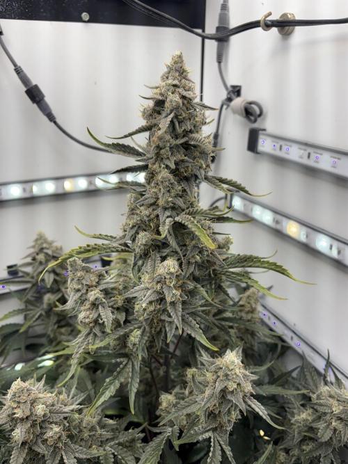 Wedding Cake Auto Flower. Week 9 - 1/6/2026 - Week 9