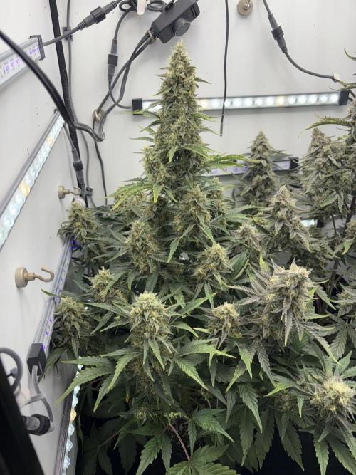 Ionboard S33 Full Spectrum LED. Week 9