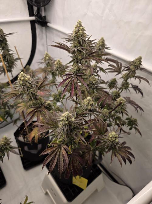 Cap Junky Steckling. Week 12