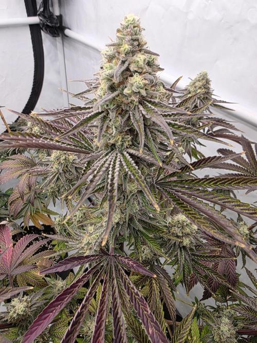 Cap Junky Steckling. Week 12