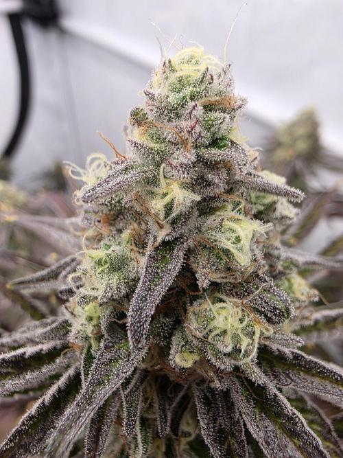 Cap Junky Steckling. Week 12