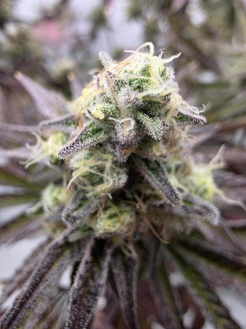 Cap Junky Steckling. Week 12