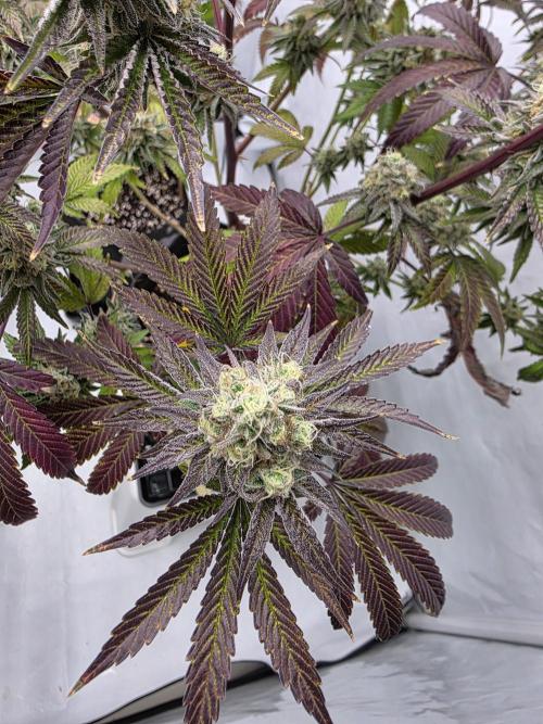 Cap Junky Steckling. Week 12