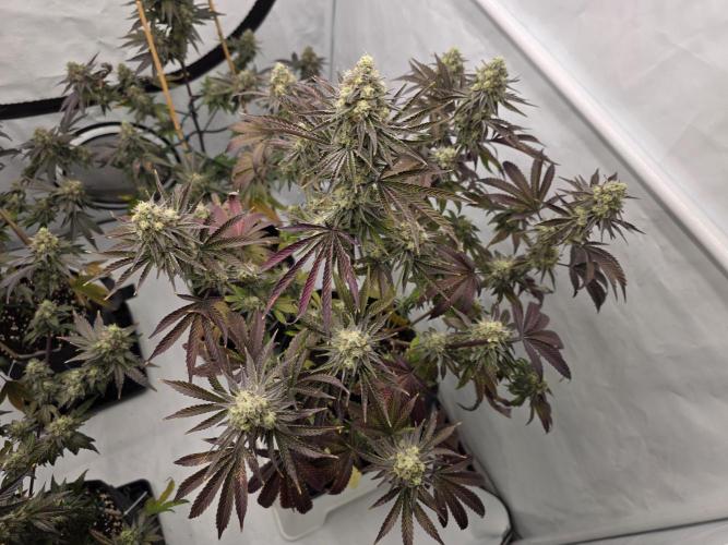 Cap Junky Steckling. Week 12