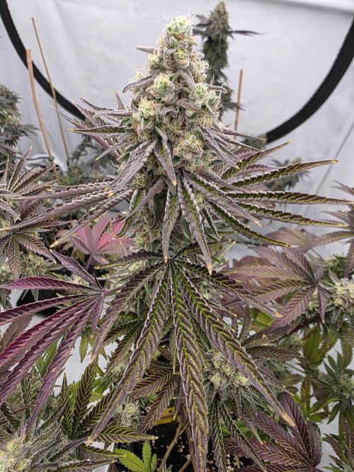 Cap Junky Steckling. Week 12