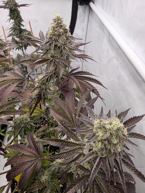 Cap Junky Steckling. Week 12