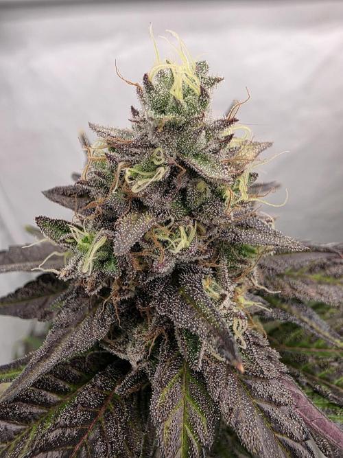 Sherb Creme Pie Steckling. Week 12