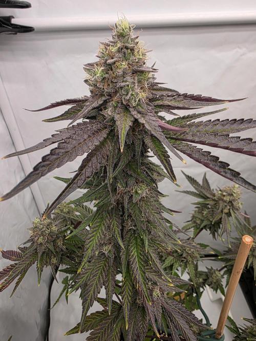 Sherb Creme Pie Steckling. Week 12