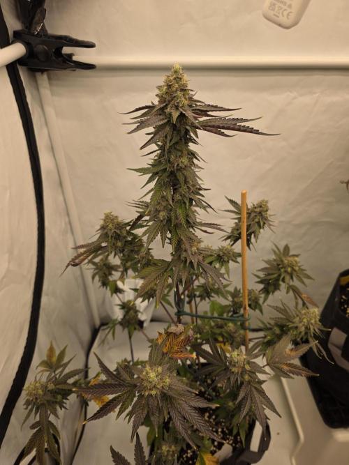 Sherb Creme Pie Steckling. Week 12