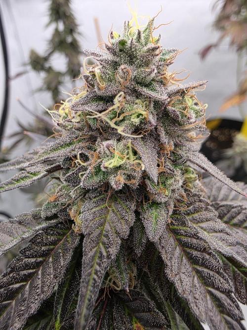 Sherb Creme Pie Steckling. Week 12