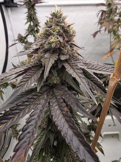 Sherb Creme Pie Steckling. Week 12