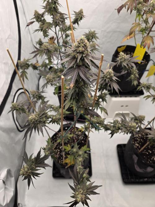 Sherb Creme Pie Steckling. Week 12