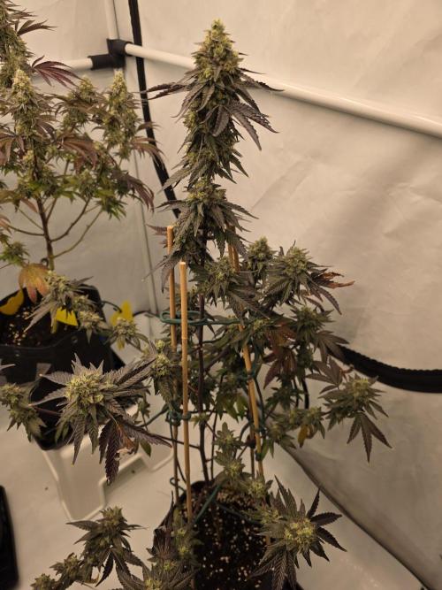 Sherb Creme Pie Steckling. Week 12