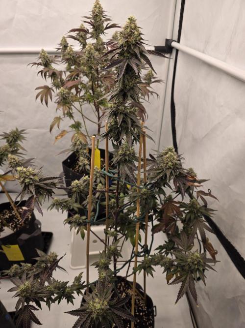 Sherb Creme Pie Steckling. Week 12