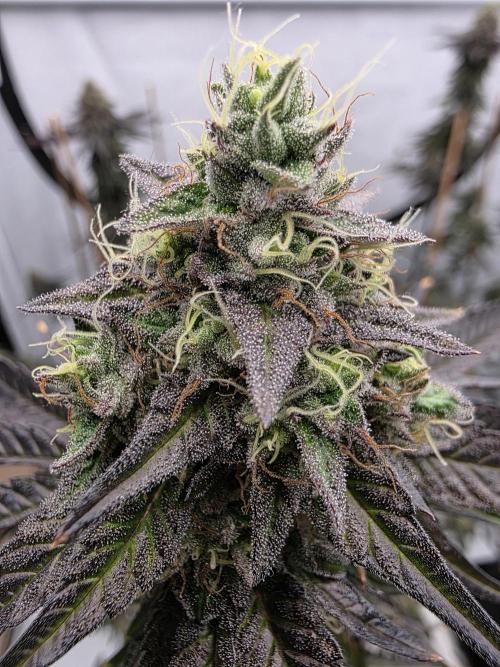 Sherb Creme Pie Steckling. Week 12