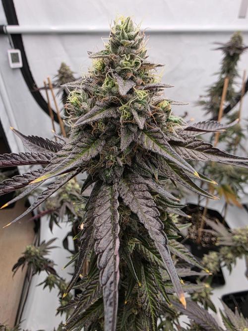 Sherb Creme Pie Steckling. Week 12