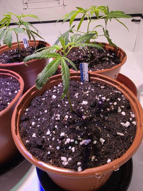 CAKE AND PUNCH Stecklinge. Week 1