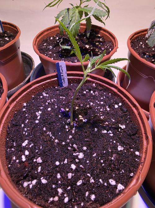 CAKE AND PUNCH Stecklinge. Week 1