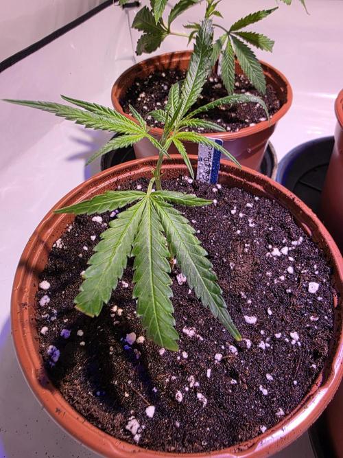 CAKE AND PUNCH Stecklinge. Week 1