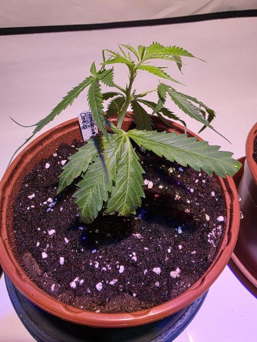 Mandarin Cookies Steckling. Week 1