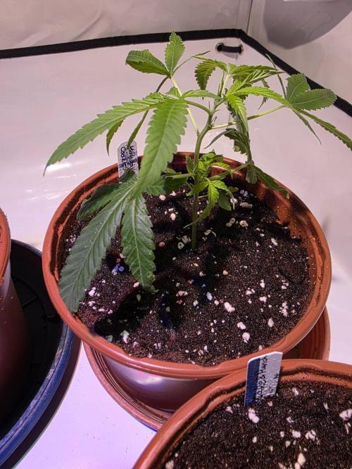 Mandarin Cookies Steckling. Week 1