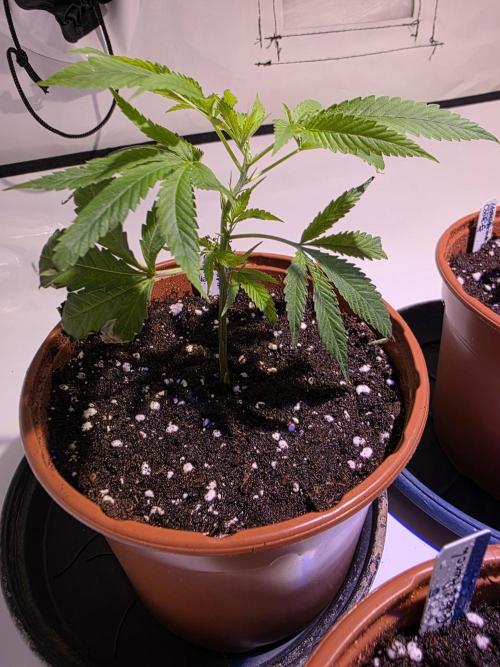 Mandarin Cookies Steckling. Week 1