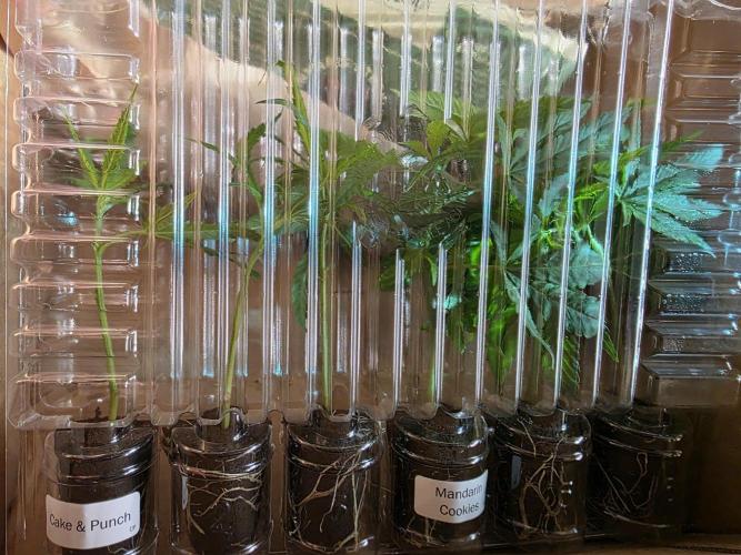 Mandarin Cookies Steckling. Week 1