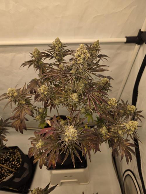 Cap Junky Steckling. Week 13