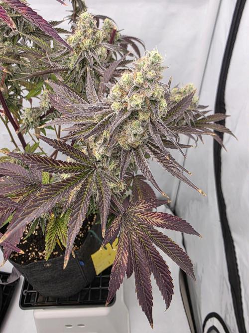 Cap Junky Steckling. Week 13