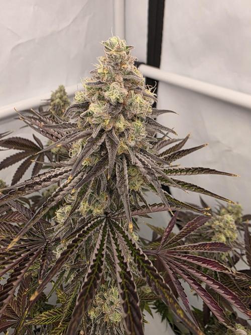 Cap Junky Steckling. Week 13