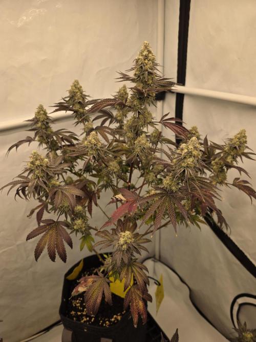 Cap Junky Steckling. Week 13