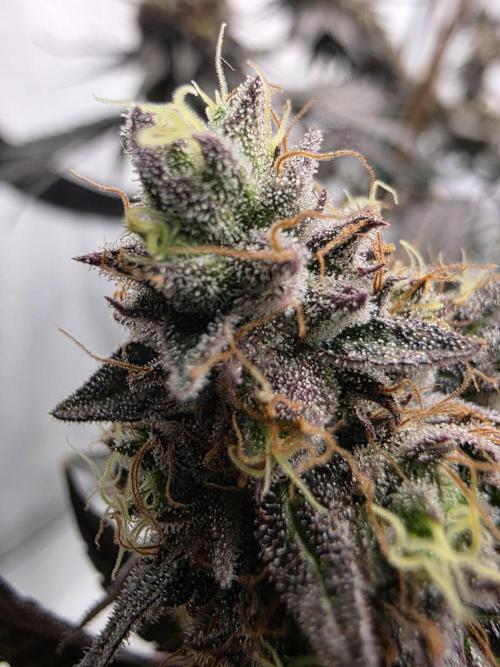 Sherb Creme Pie Steckling. Week 13