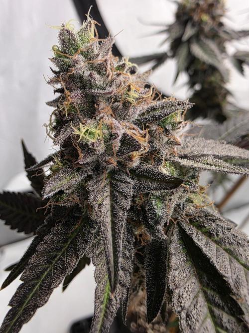 Sherb Creme Pie Steckling. Week 13